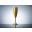 Champagne Flute - Polycarbonate - Premium - Gold - 19cl (6.6oz)